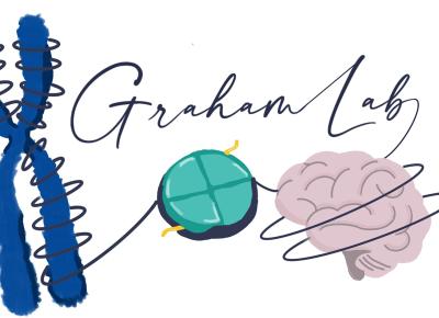 Illustration depicting the DNA wrapped around a histone connecting a chromosome to a brain. Graham lab is written in a fancy script above the illustration.